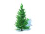 Abies fraseri- Fraser Fir -Small - Thumbnail 2