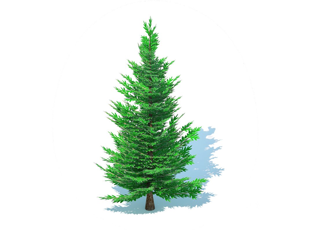 Abies fraseri- Fraser Fir -Small Image 2