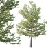 AV Premium Mountain Pine Needles Mugo Pinus Swiss Tree - Thumbnail 2