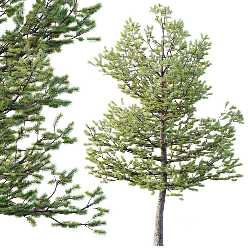 AV Premium Mountain Pine Needles Mugo Pinus Swiss Tree Image 2