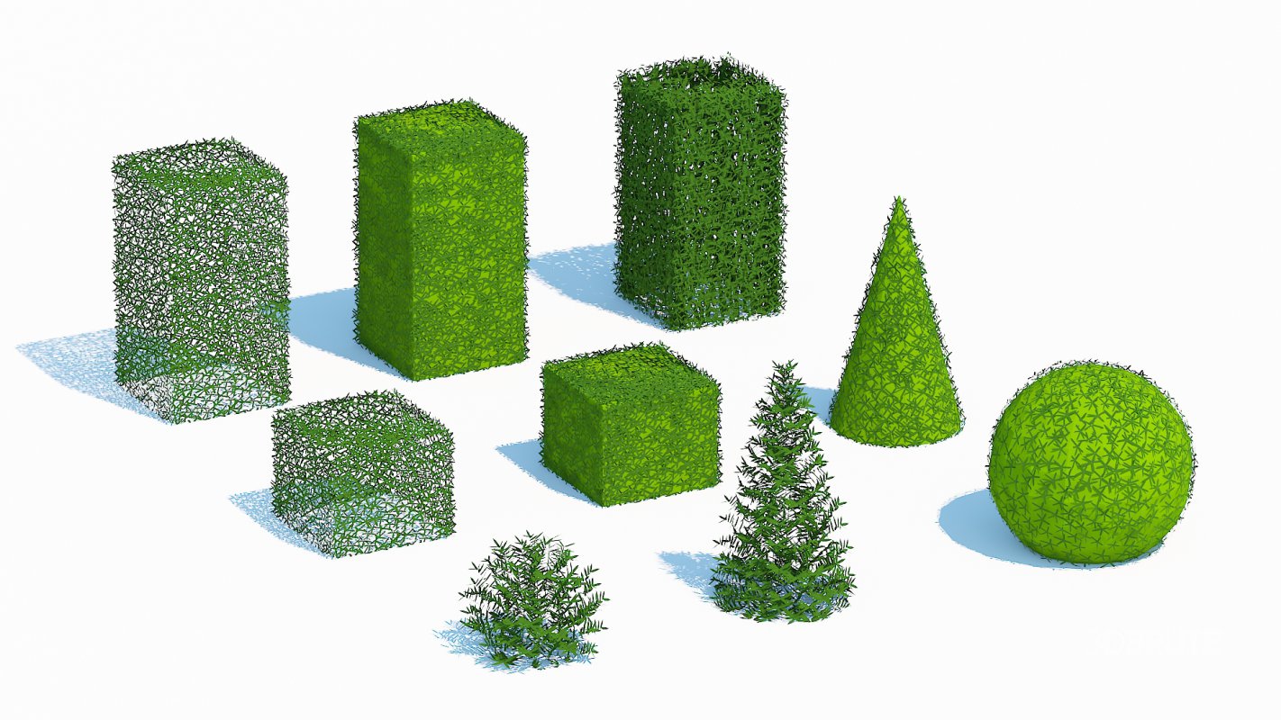 Taxus Media Multiple Size and Shape Image 5