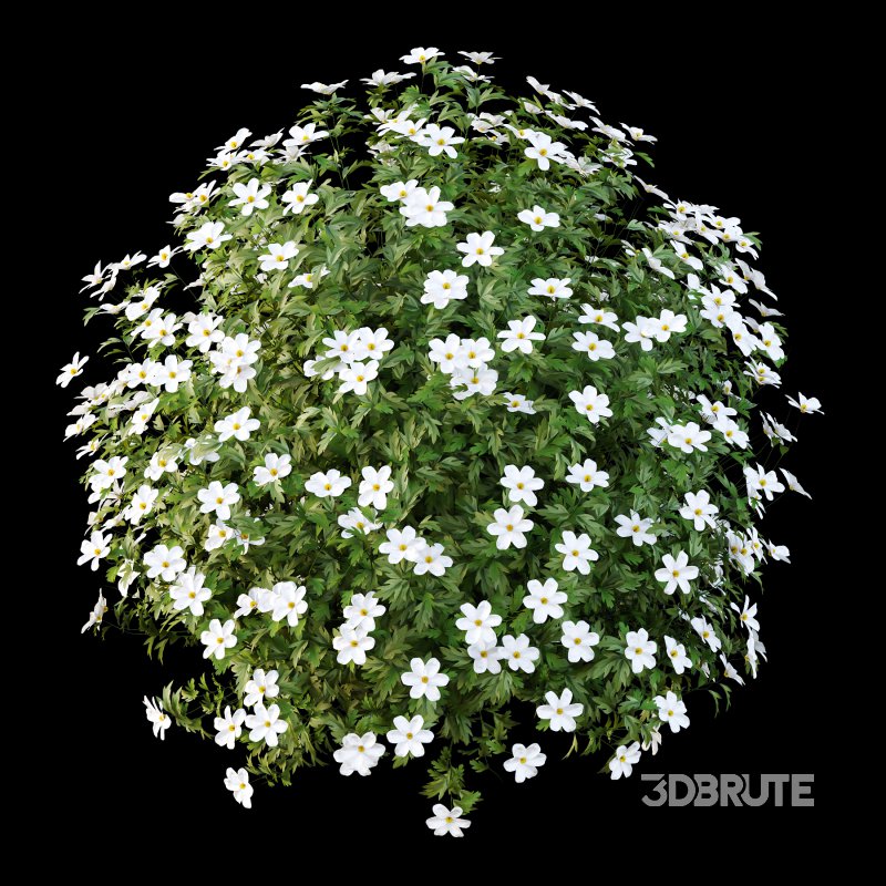 Different bush 09 Image 4