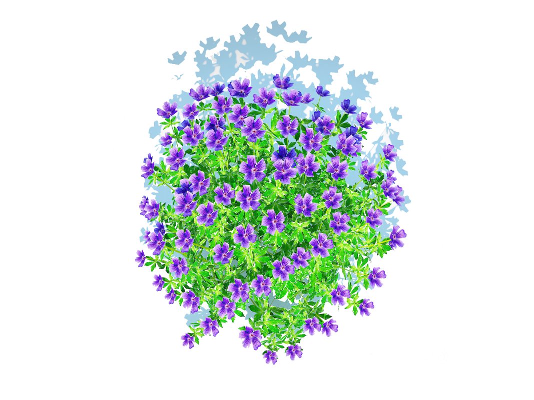 Geramium – blue cranesbill Image 3