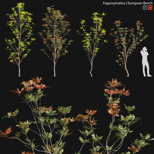 Fagus sylvatica – European Beech – 01