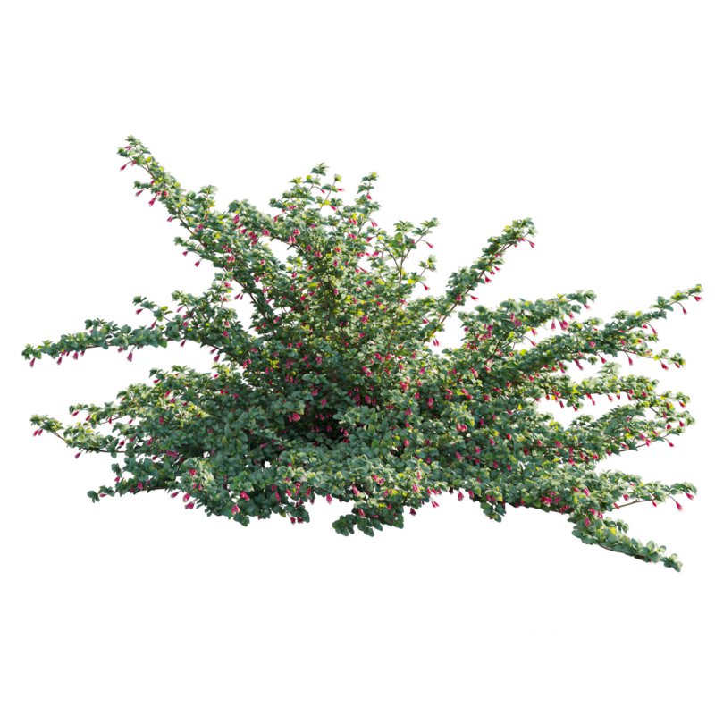 Correa reflexa – Native Fuchsia – Grevillea wilsonii 02 Image 3