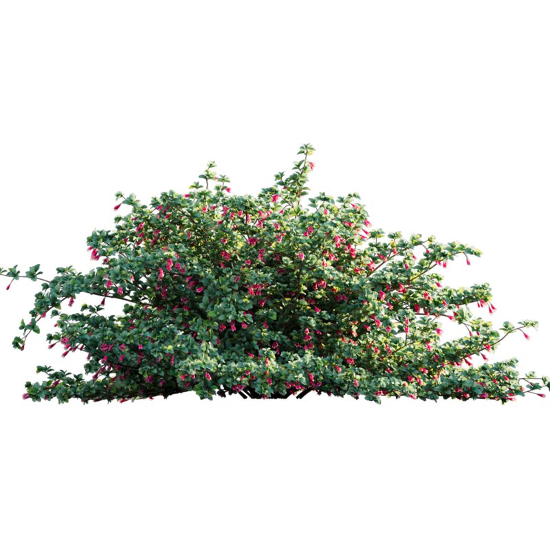 Correa reflexa – Native Fuchsia – Grevillea wilsonii 03 Image 2