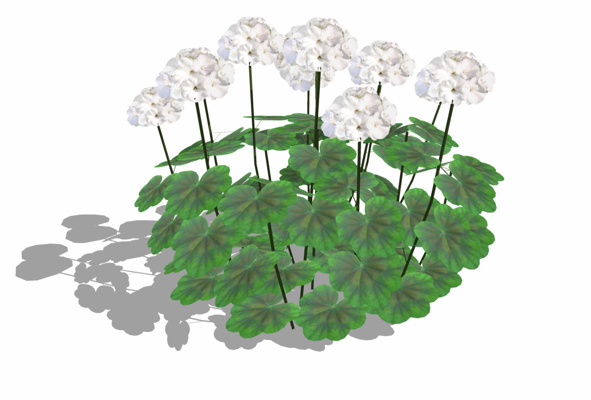 Pelargonium-Geranium-White-LowPoly Image 1