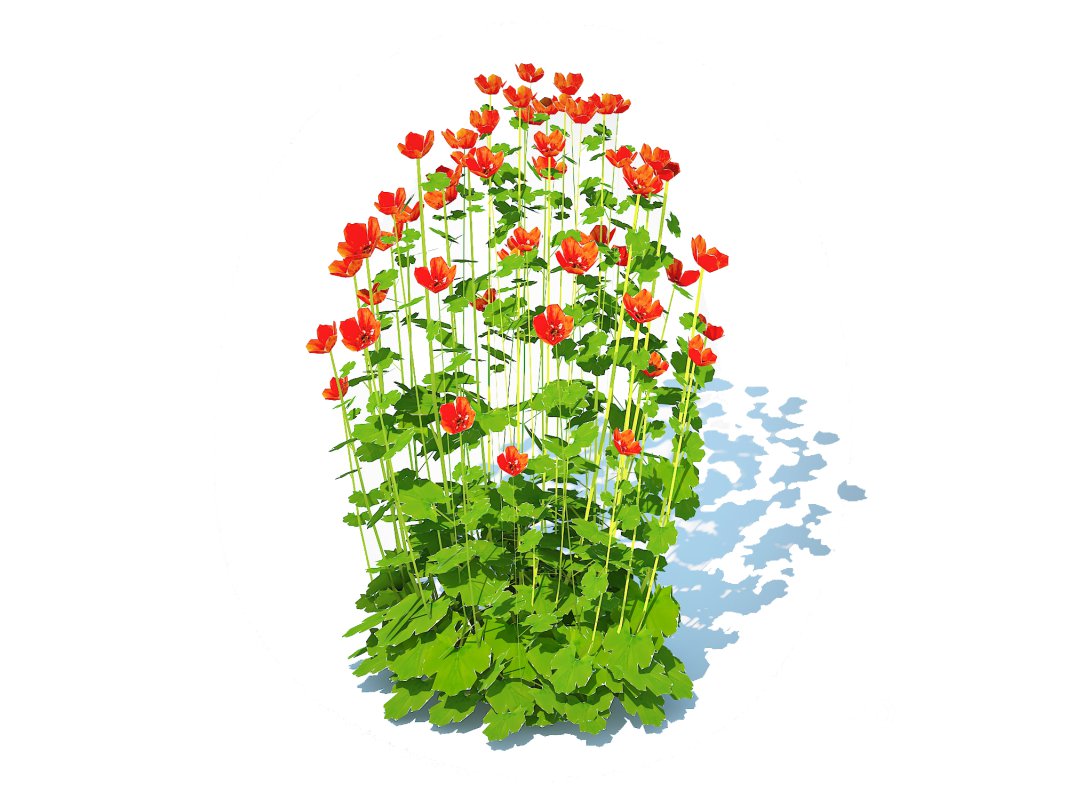 Geum – Sunkist Lime Image 5