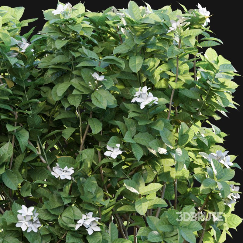 Tabernaemontana divaricata – Crape jasmine – 03 Image 2