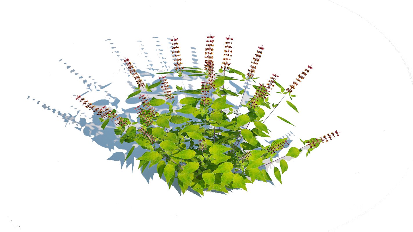 Ocimum tenuiflorum-Holy Basil Image 3