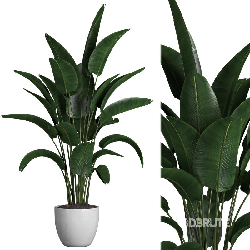 indoor plant 03 Image 2