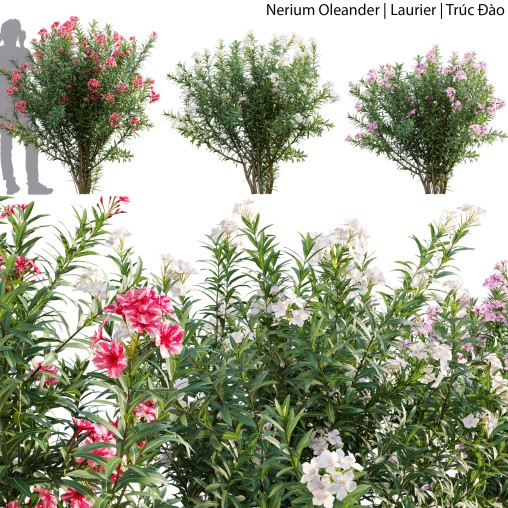 Nerium Oleander – Laurier – 02