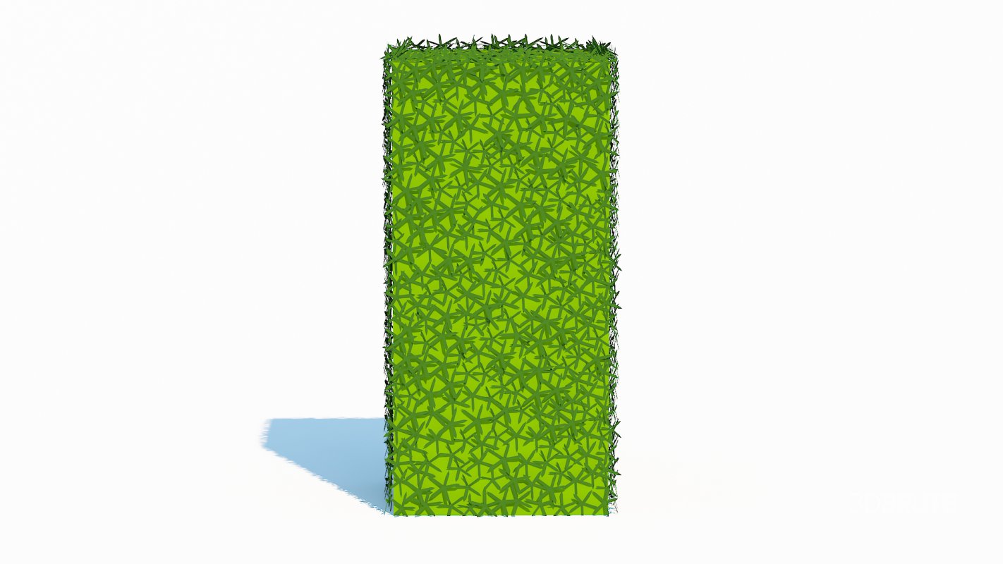 Taxus Media-Upright Image 2