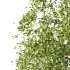 Betula Pendula Tree 08 - Thumbnail 2