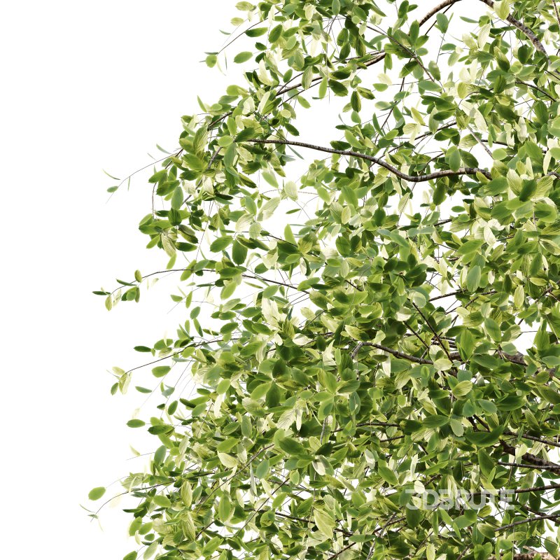 Betula Pendula Tree 08 Image 2