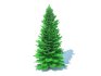 Abies fraseri- Fraser Fir -Large - Thumbnail 1