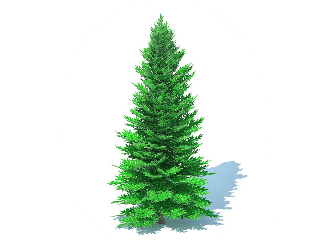 Abies fraseri- Fraser Fir -Large Image 1