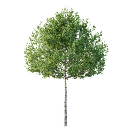 Betula Pendula Tree 05