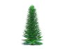 Abies Concolor – Silver Fir – Large - Thumbnail 4