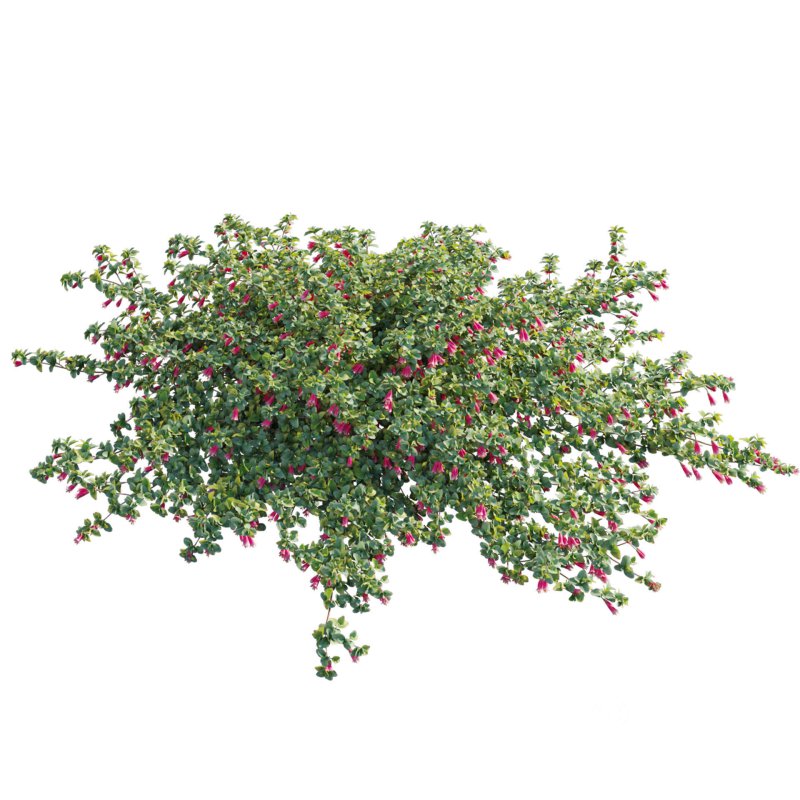 Correa reflexa – Native Fuchsia – Grevillea wilsonii 01 Image 2