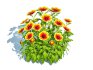 Gaillardia – Blanket Flower - Thumbnail 1