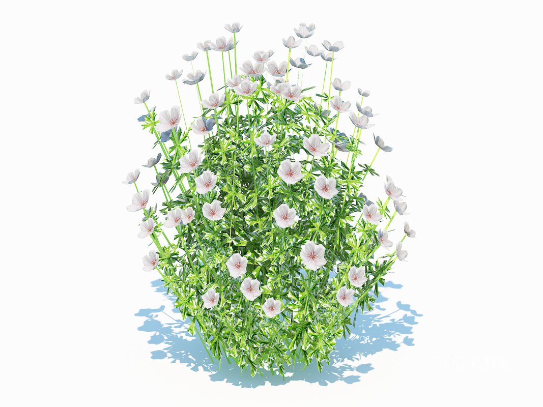 Geranium – white cranesbill Image 2