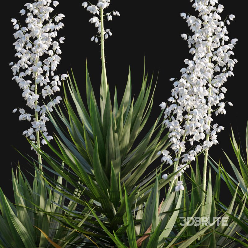 Yucca gloriosa – Mound Lily 01 Image 2