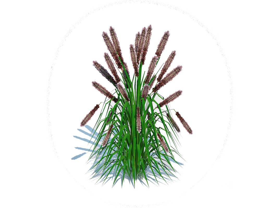 Pennisetum alopecuroides – Moudry Fountain Grass Image 2