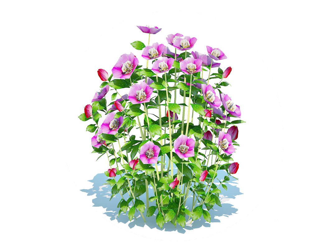 Helleborus orientalis – Lenten rose Pink Image 3