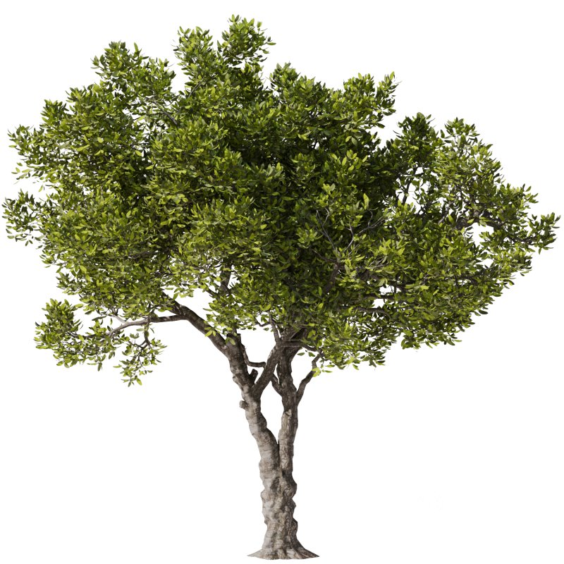 Tree Set31-Urban tree Image 4