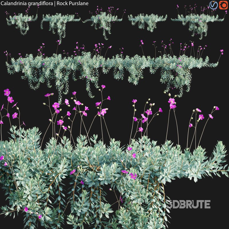 Calandrinia grandiflora – Rock Purslane – 02 Image 1