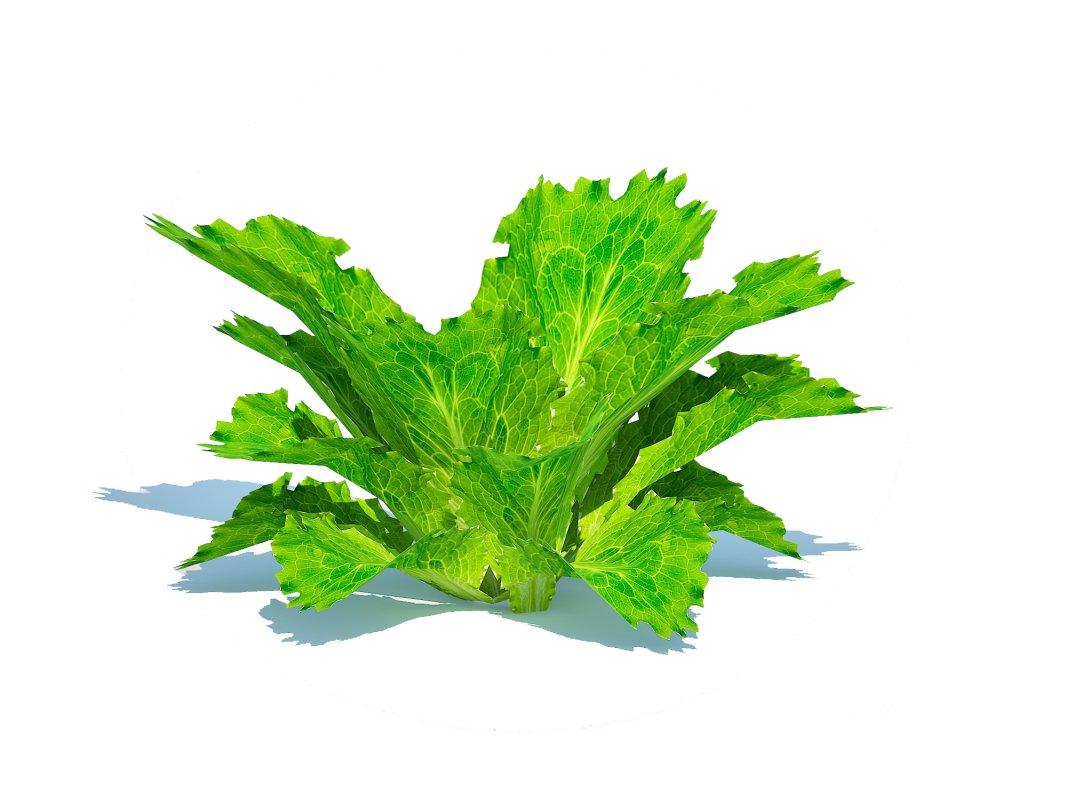 Lettuce_green Image 2
