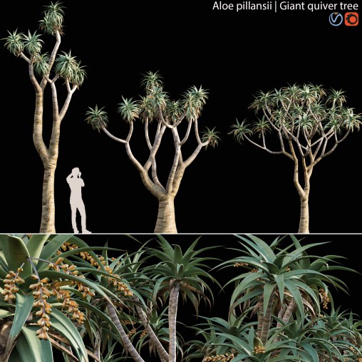 Aloe Pillansii, Aloidendron Pillansii – Giant Quiver Tree, Bastard Quiver Tree – 01