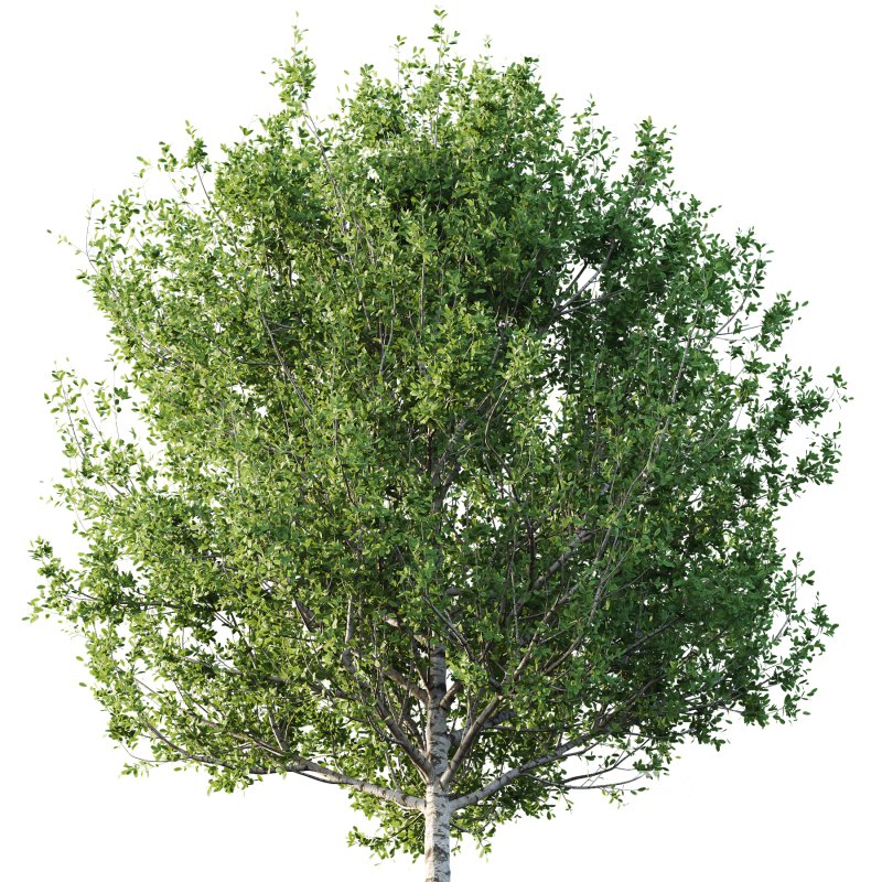 Betula Pendula Tree 06 Image 2