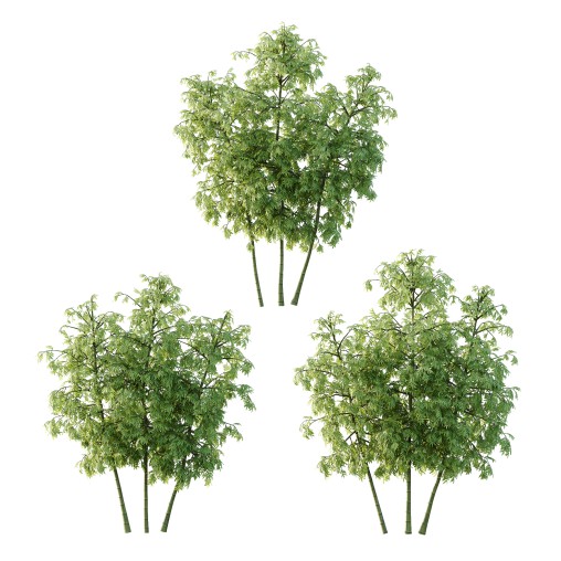 Bamboo Bambusoideae Tree 02