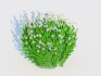 Galium Sweet Woodruff - Thumbnail 3