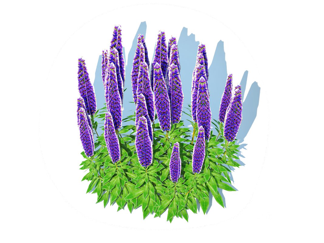 Echium candicans Image 2
