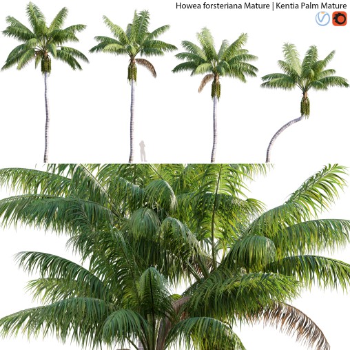 Howea forsteriana Mature – Kentia Palm Mature – 01