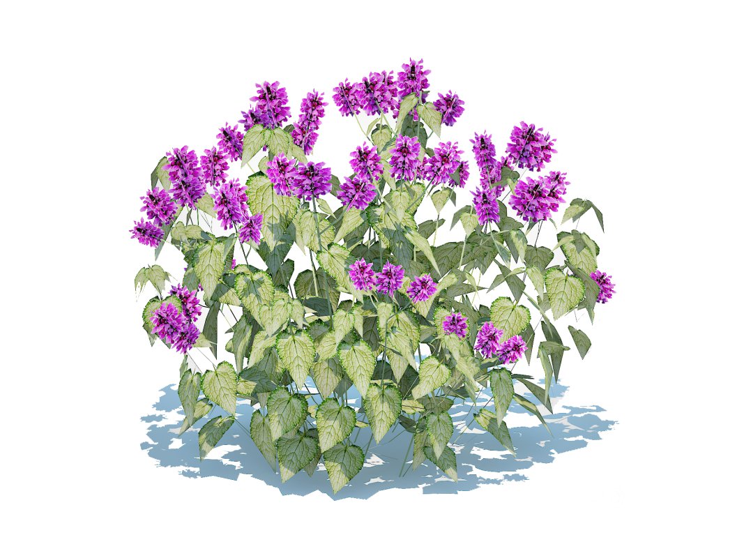 Lamium mac -Chequers Image 4