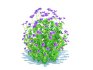 Geramium – blue cranesbill - Thumbnail 4