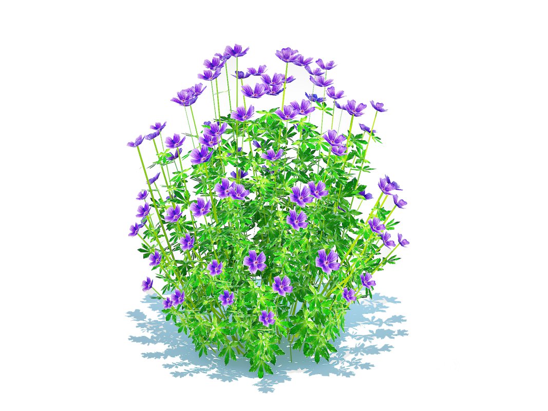 Geramium – blue cranesbill Image 4