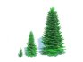 Abies Concolor – Silver Fir -3 Sizes - Thumbnail 1