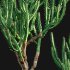 Euphorbia Trigona – African Milk Tree – 01 - Thumbnail 2