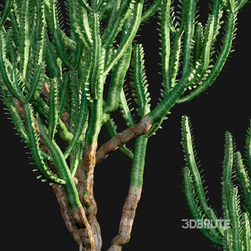 Euphorbia Trigona – African Milk Tree – 01 Image 2