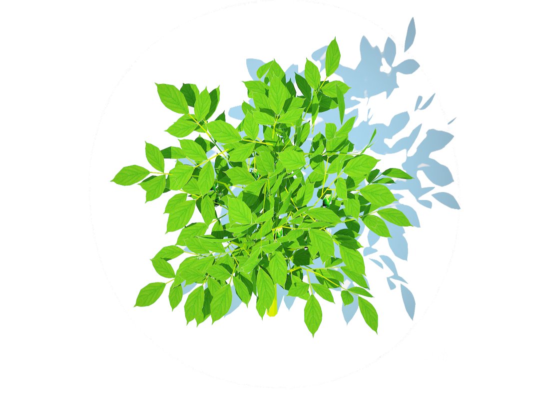 Pepper-green Image 3