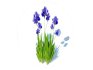 Iris germanica – Blue Bearded Iris - Thumbnail 2