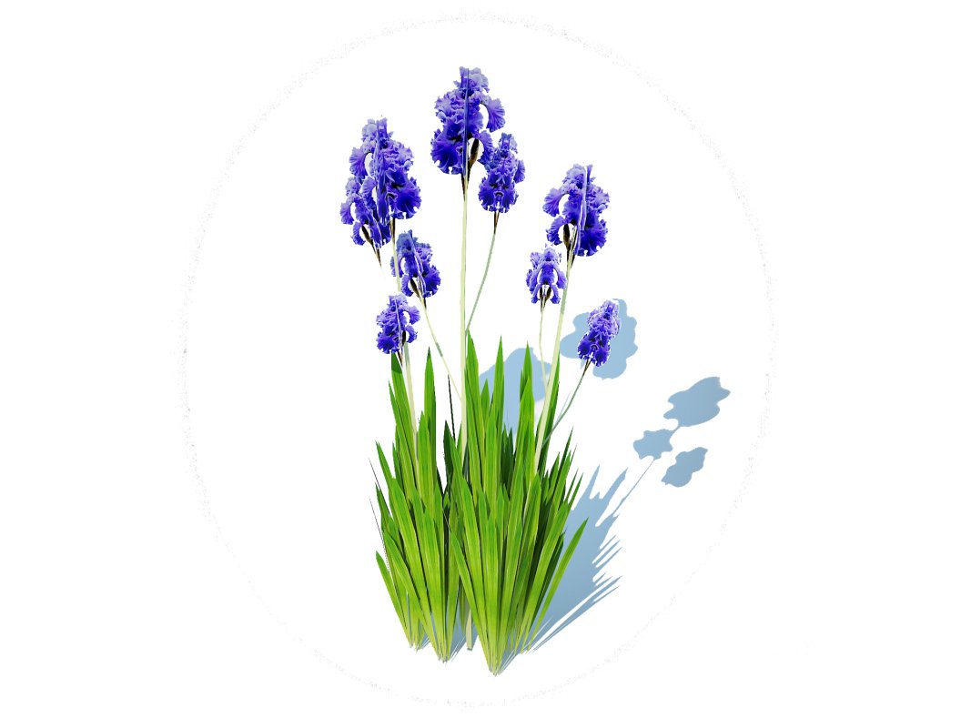 Iris germanica – Blue Bearded Iris Image 2
