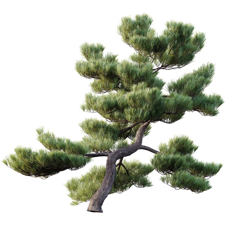 AV Plants Pinus Bonsai Sylvestris Pine Parviflora Scotch Contorta03 Image 2
