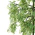 Bamboo Bambusoideae Tree 01 - Thumbnail 5