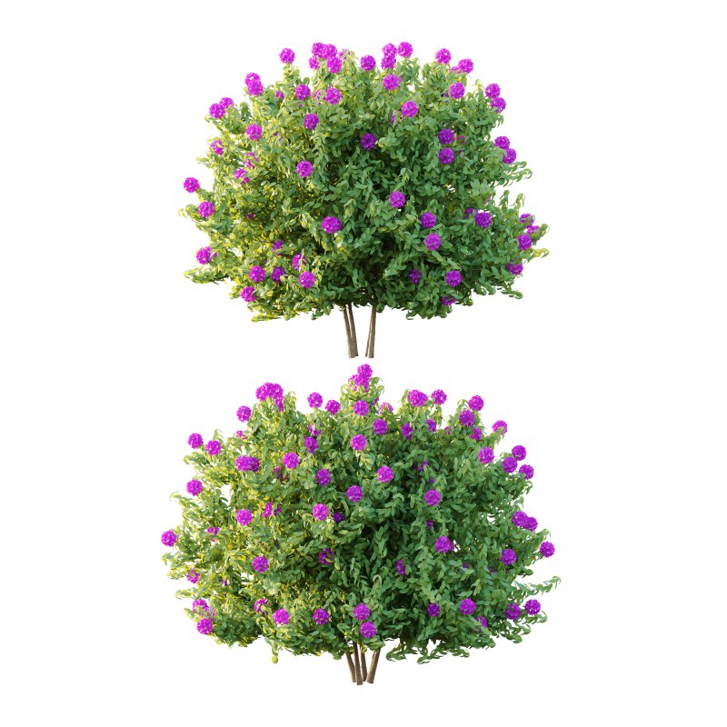 Rhododendron Arboreum Bush 03 Image 3